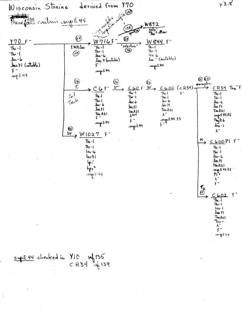 W17 Wisconsin Y70 lineage p3.8